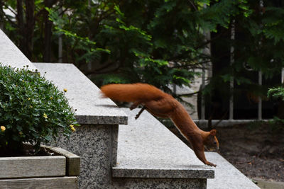 View of a horse against trees