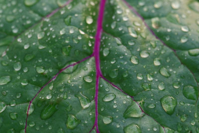 Close-up of raindrops on leaves