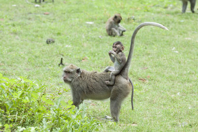 Monkeys on a land