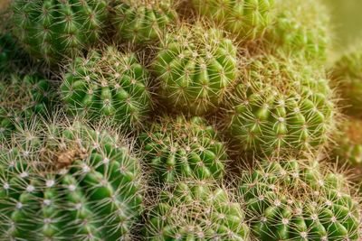 Full frame shot of succulent plants on field