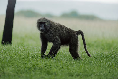 animal