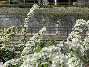 Person standing by flowering plants