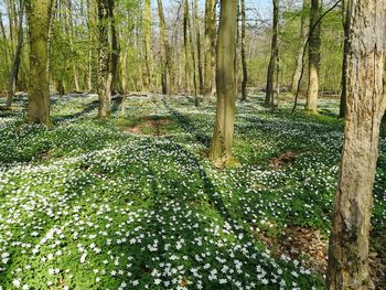 Plants and trees in forest