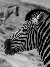 Close-up of zebra