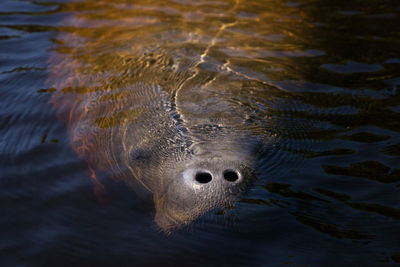 West indian manatee trichechus manatus in southwest florida as it floats slowly through a riverway