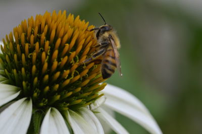 Close-up of honey bee on flower