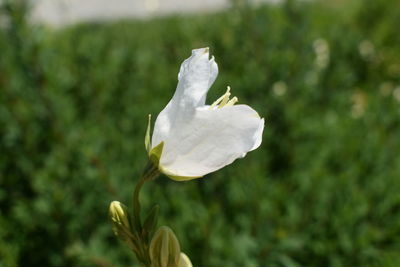 Close-up of white flowering plant