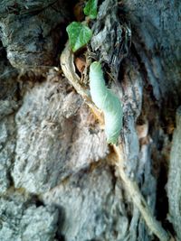 Close-up of insect on tree trunk