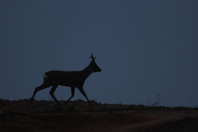 Side view of silhouette deer standing on field against sky