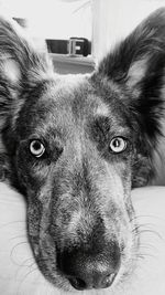 Close-up portrait of dog