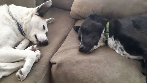 High angle view of dog sleeping