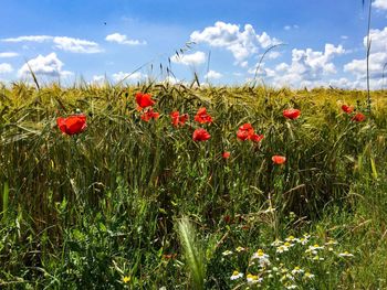 Red poppy flowers in field