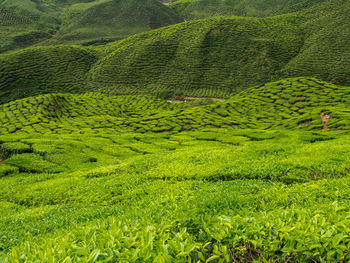 Tea plantation in cameron highlands, malaysia