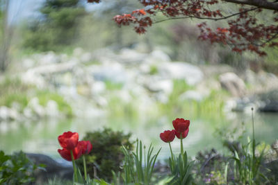 Close-up of red flowers