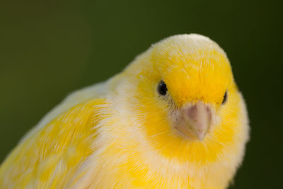 Close-up of a bird