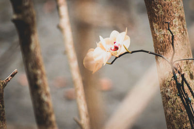 Close-up of flower growing on tree trunk