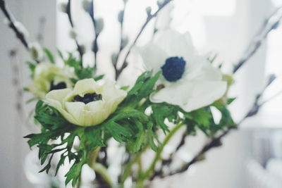 Close-up of white flower