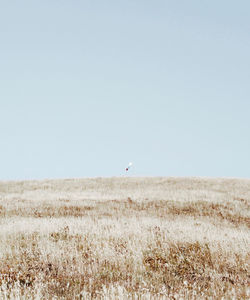 Scenic view of field against clear sky
