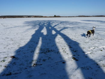 View of dogs on snow covered land