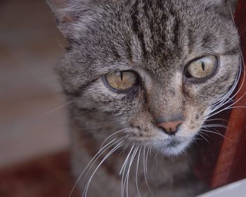 Close-up portrait of a cat