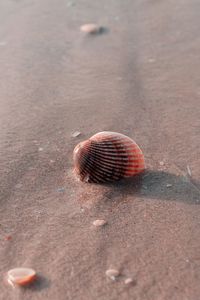 Close-up of seashell on beach