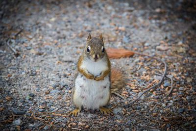 Close-up of squirrel sitting outdoors