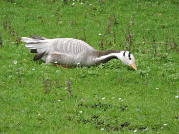 Side view of a bird on field