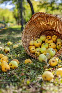 Close-up of fruits in basket