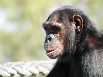 Close-up of a monkey