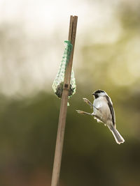 Close-up of bird flying