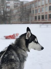 Dog looking away on snow