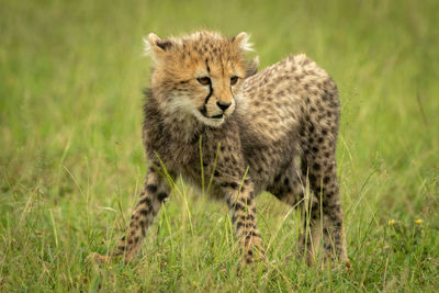 View of a cat on field