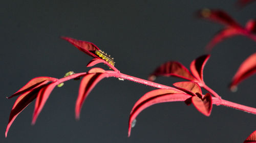 Close-up of red flowering plant against white background