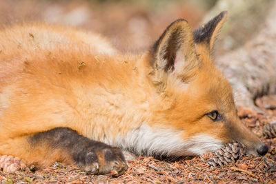 Close-up of a rabbit lying on land