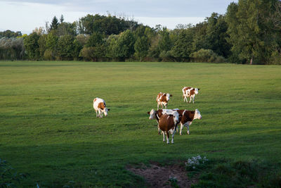 Cows in a field