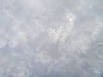 Close-up of snowflakes on ice