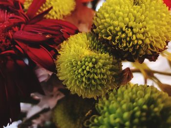 Close-up of yellow flowering plant