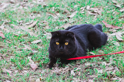 Portrait of black cat lying on field