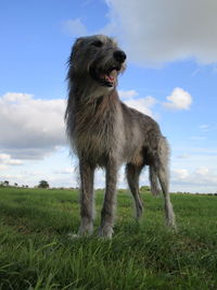 Portrait of a dog on field