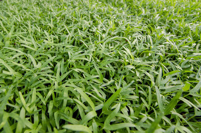 Full frame shot of fresh green field