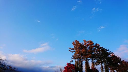 Low angle view of trees against blue sky