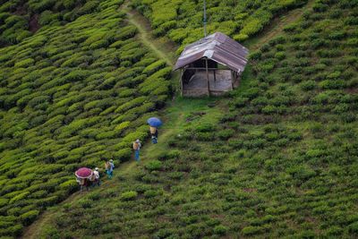 Tea workers way back home