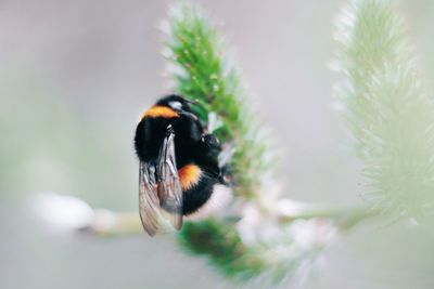 Close-up of bee pollinating on flower