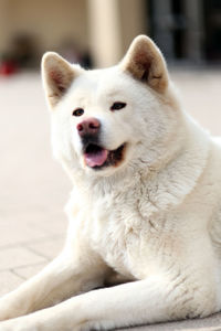 Close-up of a dog