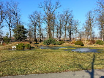 Trees on landscape against sky