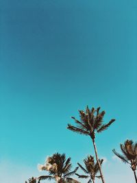 Low angle view of palm tree against clear blue sky