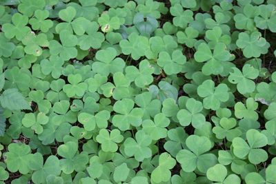 Field of clover