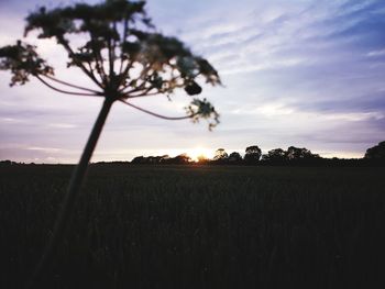 Silhouette plants on field against sky during sunset