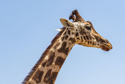 Low angle view of giraffe against clear sky