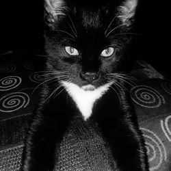 Close-up portrait of cat